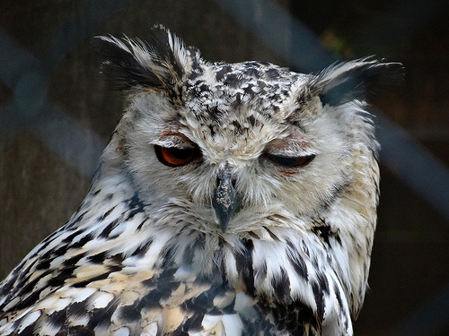 sleepy-owl